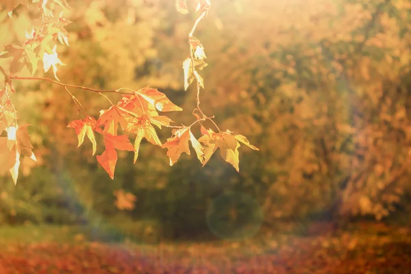美しい紅葉に照らされて太陽光 美しい秋の午後 — ストック写真