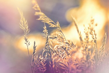 Geç sonbahar öğleden sonra kuru ot