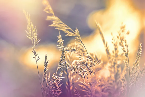 Suché trávy v pozdní Podzimní odpoledne — Stock fotografie