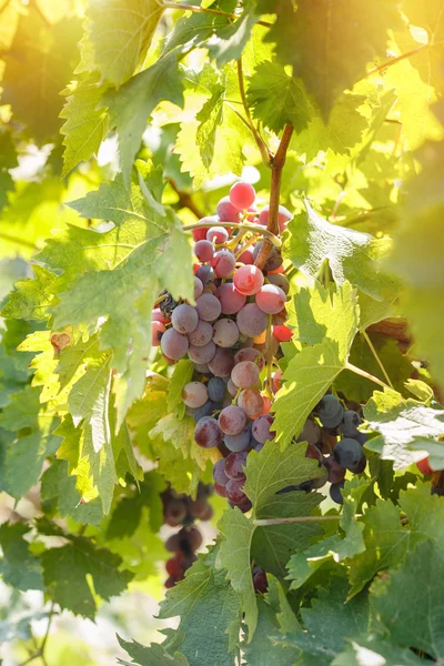 赤ぶどう (紫ブドウ) - ワイン用葡萄 — ストック写真