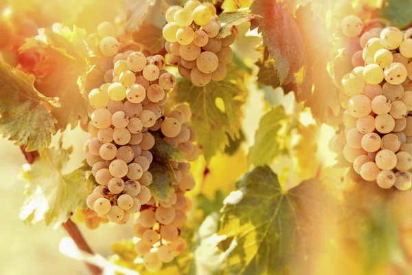 Vitigno Riesling (uva da vino) in vigna — Foto Stock