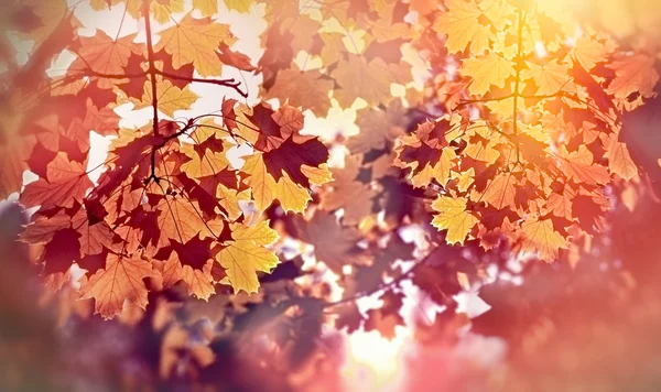 Hermoso árbol de otoño iluminado por los rayos del sol - hojas de otoño — Foto de Stock
