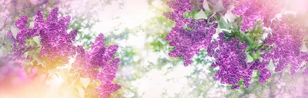 Цветочная Сирень Ветке Красивая Природа Весной — стоковое фото