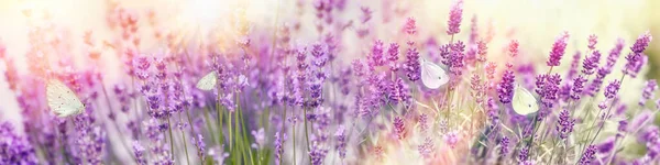 Selektiver Fokus Auf Weißer Schmetterling Auf Lavendel Schönheit Bature Schöne Stockbild