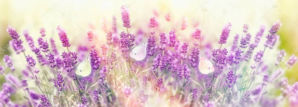 Beautiful nature in flower bed, butterfly on lavender flower