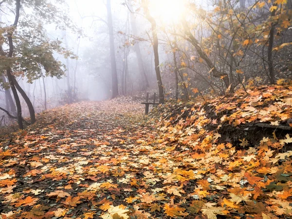 Niebla Bosque Foto Foto Con Teléfono Móvil Final Tarde Hermosa —  Fotos de Stock