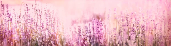 Селективный Мягкий Акцент Цветы Лаванды Красивый Цветок Лаванды Цветочном Саду — стоковое фото