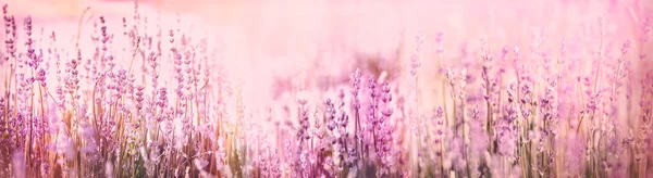 Selective and soft focus on lavender flowers, beautiful lavender flower in flower garden