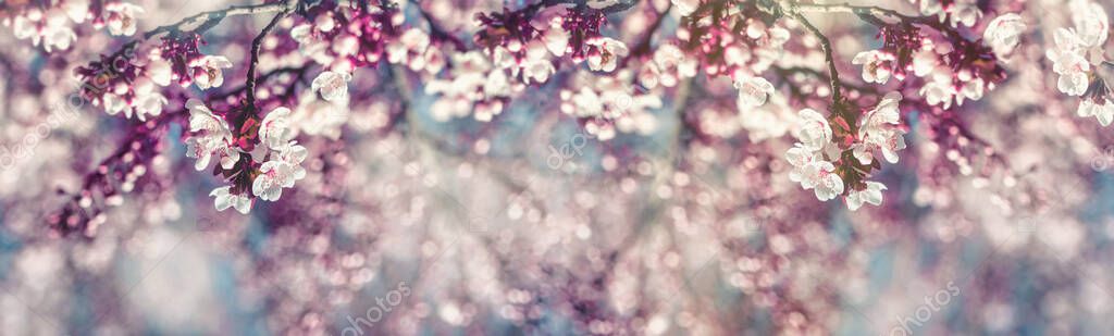 Flowering fruit tree, branches of fruit in bloom, beautiful nature in spring — Stock Image Flowering Fruit Tree Branches Fruit Bloom Beautiful Nature Spring Stock Photo