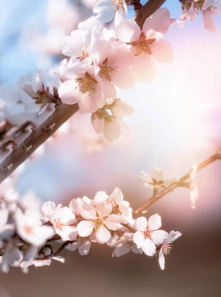 Piękna Przyroda Wiosną Kwitnące Drzewo Owocowe Kwitnące Gałęzie Owoców Oświetlone — Zdjęcie stockowe