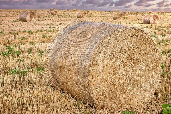 Paesaggio Bello Tramonto Dopo Raccolto Balle Paglia Rotonde Terreni Agricoli — Foto Stock