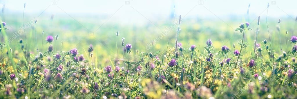 Flowering red clover and yellow flowers, beautiful nature in meadow 