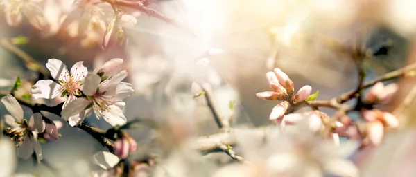 Çiçek Açan Dallar Güneş Işınları Çiçek Açan Meyve Ağaçları Ilkbaharda — Stok fotoğraf