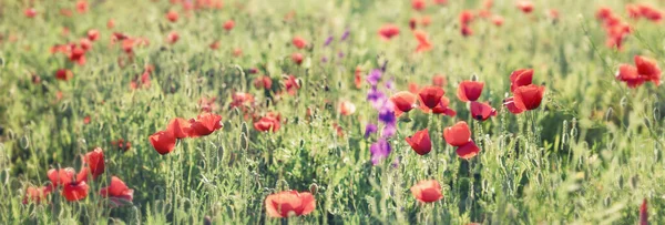 Fiore Papavero Rosso Selvatico Nel Prato Bella Natura Primavera — Foto Stock