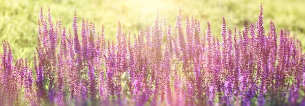 Fleur Pourpre Dans Prairie Fleur Printemps Belle Floraison — Photo