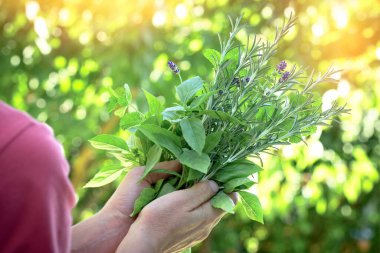 Organik otlar ve baharatlar ellerinde, sağlıklı beslenme şekilleri. 