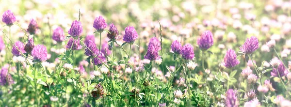 Clover flower, flowering red clover and white clower in meadow, beautiful nature in spring