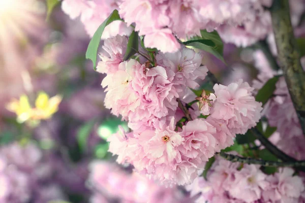 Kersenbloem Mooie Bloeiende Boom Het Voorjaar Prachtige Natuur Het Voorjaar — Stockfoto