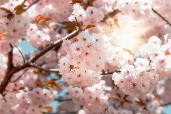 Flowering Blossoming Cherry Branch Illuminated Sun Rays Beauty Nature — Stock Photo, Image