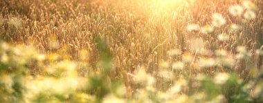 Öğleden sonra buğday tarlası, güzel buğday tarlası manzarası, buğdayın önündeki papatya akışına yumuşak bir odaklanma.