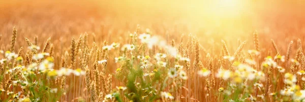 Selectieve Zachte Focus Tarwe Gouden Tarweveld Prachtig Landschap Late Namiddag — Stockfoto