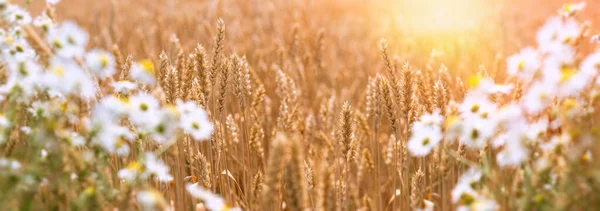 Selective Soft Focus Wheat Ear Wheat Sunset Wheat Field — Stock Photo, Image