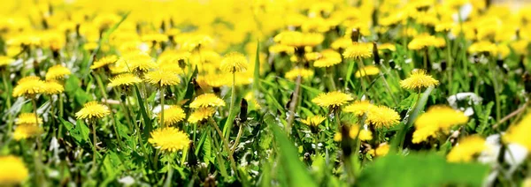Όμορφη Φύση Πεδίο Των Κίτρινων Πικραλίδων Ανθοφόρα Δεντελιόν Λουλούδια Στο — Φωτογραφία Αρχείου