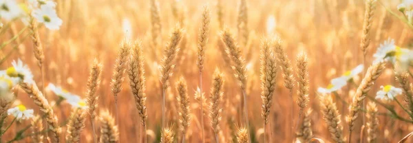 Golden Wheat Field Crop Field Lit Sunlight Beautiful Meadow Landscape — Stock Photo, Image