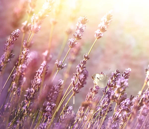 Papillon Sur Fleur Lavande Belle Nature — Photo