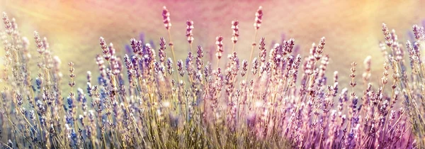 Focus Selettivo Morbido Sul Fiore Lavanda Bellissimo Fiore Lavanda Lavanda — Foto Stock