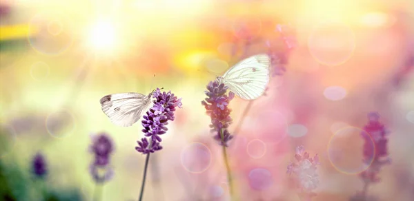 Селективный Упор Бабочку Белый Бабочку Лавандовый Цветок Стоковое Изображение