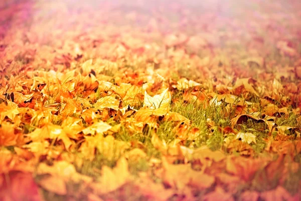 Падшие осенние листья освещаются солнечным светом — стоковое фото