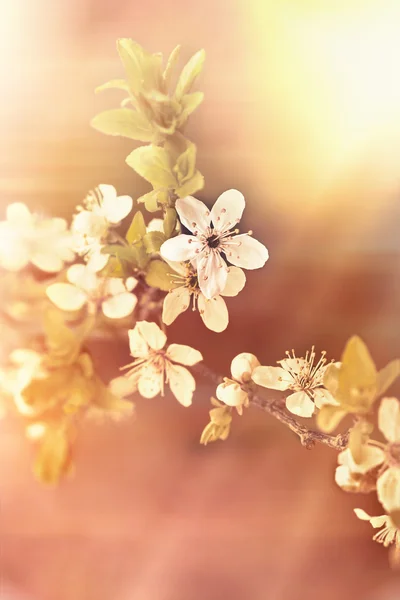 Flowering branch - blooming tree — Stock Photo, Image