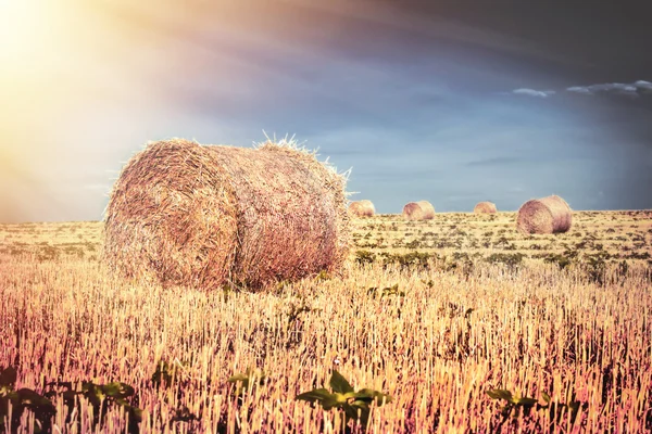 Pôr do sol no campo com fardos de palha — Fotografia de Stock