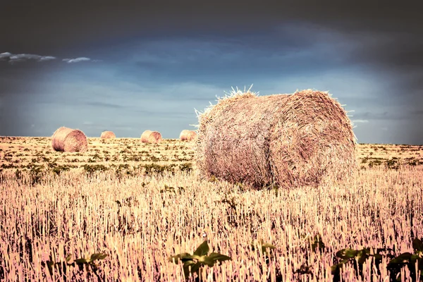 Fardos de palha após a colheita no campo — Fotografia de Stock