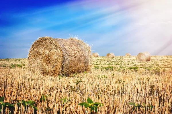 Balle di paglia nel campo (balle di fieno) ) — Foto Stock