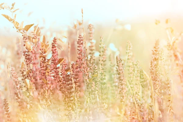 Purple meadow flower — Stock Photo, Image