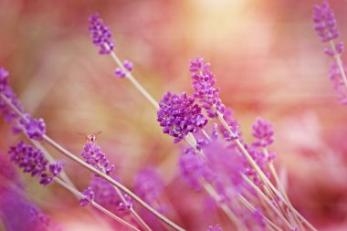 Lavanta ve yumuşak ışık