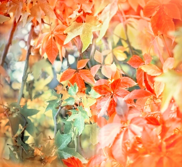Weicher Fokus Auf Herbstlaub Park — Stockfoto