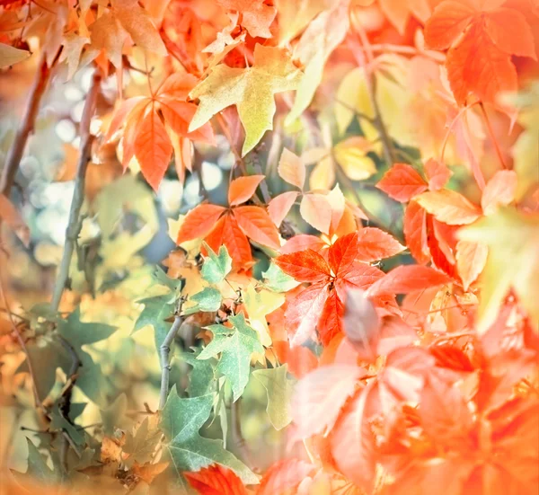 Enfoque Suave Las Hojas Otoño Parque — Foto de Stock