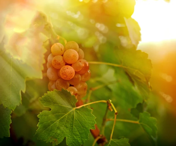 Riesling de uva - Puesta de sol en el viñedo — Foto de Stock