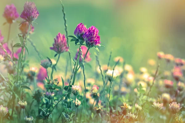 Flowering red clover in meadow — Stock Photo, Image