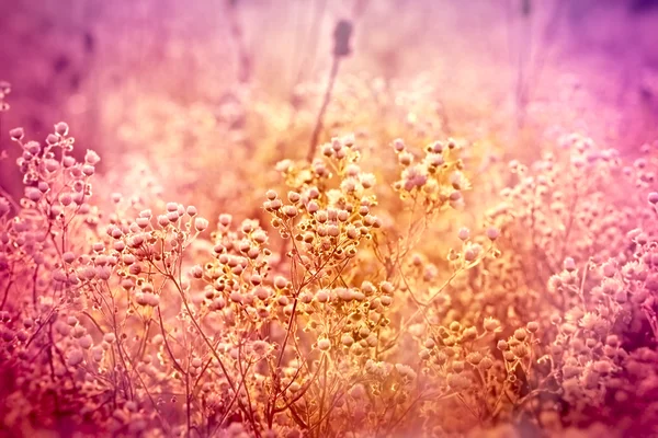 Louka s mnoha květy - květy sedmikrásky — Stock fotografie