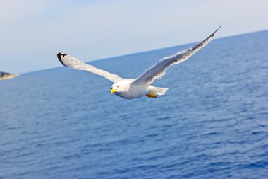Martı denizin üzerinde uçuyor.