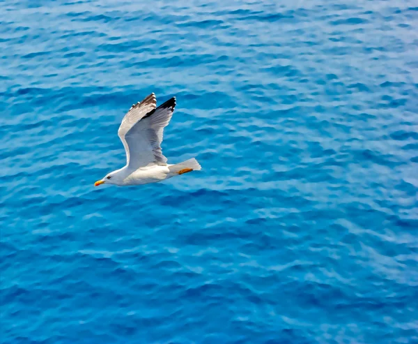 Gaivota voando acima do mar — Fotografia de Stock