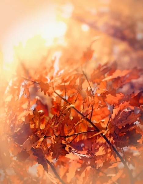 Hermosas hojas de otoño — Foto de Stock