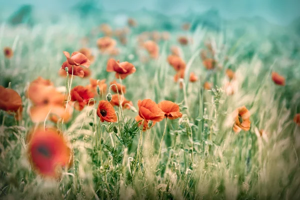 Bellissimi fiori di papavero nel prato — Foto Stock