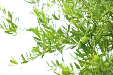 Yeşil zeytin ve zeytin dalı