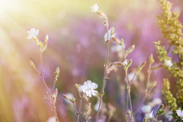 Divoká louka květin - bílé květy — Stock fotografie