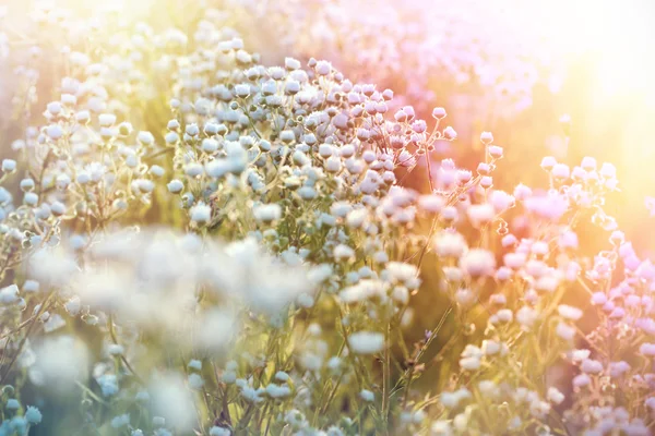 Louka s mnoha a mnoha květin - sedmikráska — Stock fotografie